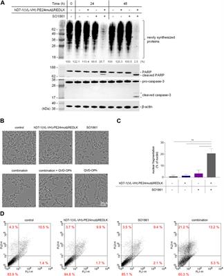 Enhanced cytotoxicity of a Pseudomonas Exotoxin A based immunotoxin against prostate cancer by addition of the endosomal escape enhancer SO1861